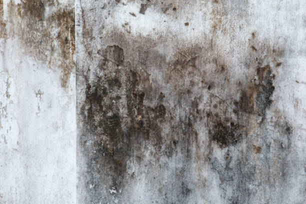 Best Mold Removal for HVAC Installations  in Fowler, IN