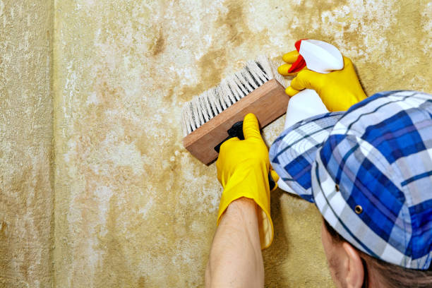 Best Mold-Related Health Consultation  in Fowler, IN